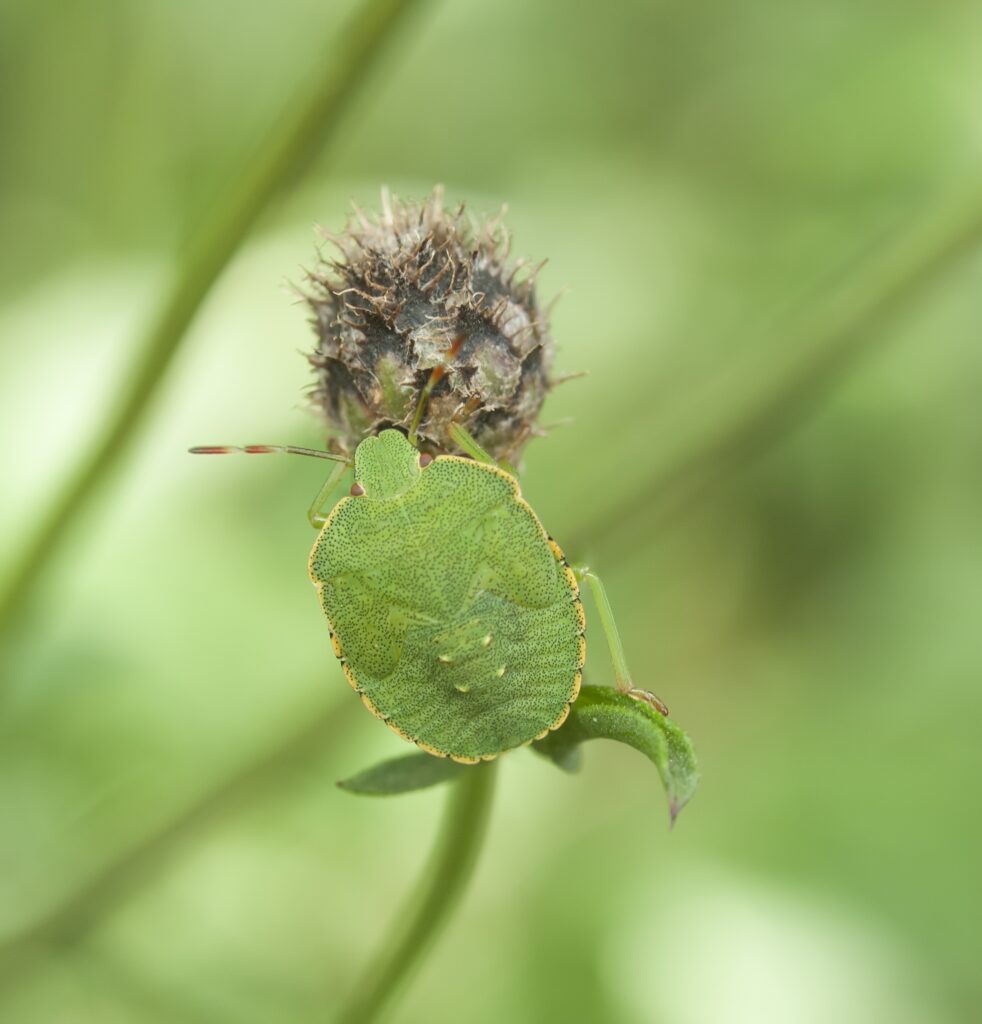 How to Identify and Get Rid of Mealybugs: A Complete Guide mealybugs